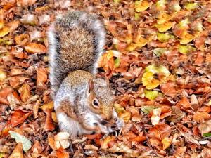 Autumn Lakefront Retreat - Free Fishing