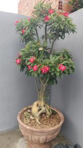 casa de temporada em Piranhas ótimo lugar e conforto lila