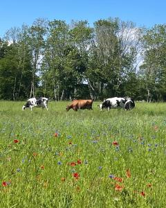 Ekenäs Gård på Österlen