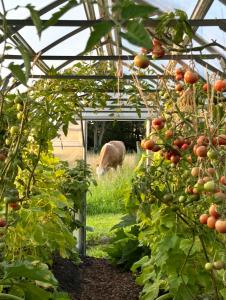 Ekenäs Gård på Österlen