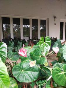 Naturecraft Homestay