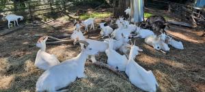 Pełen Wypas - Dziadówka