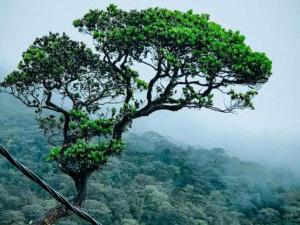 Dilani Adamspeak RiverStay