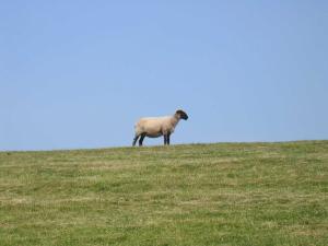 Dirks Ferienhaus Anker