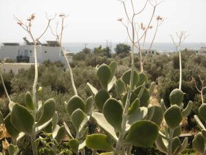 Villa Perivoli Sifnos Greece