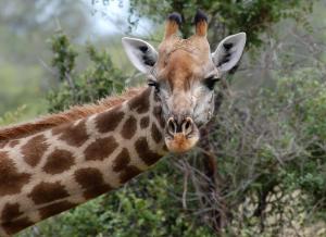 Ubizane Zululand Safari Lodge