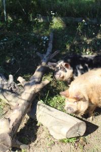 Impuls Hof - Unterhegerberg