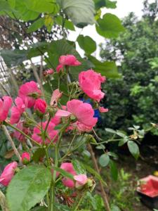 The Milla Home Ta Lai