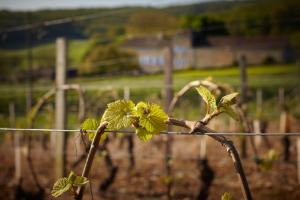 B&B / Chambres d'hotes Les maisons vigneronnes : photos des chambres