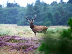 Holiday Home Elsa - 700m from the sea by Interhome