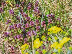 Holiday Home Danica - 175m from the sea by Interhome