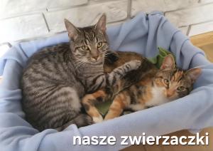 Perła Jezioraka Siemiany - Całoroczny 100m Apartament z linią brzegową, banią z jacuzzi i pomostem