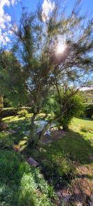 Gîte du grand sapin bleu