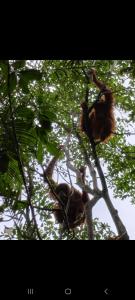 Ustin Nagoya Bukit Lawang Orangutan Trekking & transport only book with us