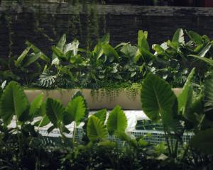 Bagaincha Resort & Spa