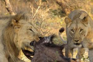 Issah tours and safari guide tz