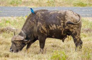 Issah tours and safari guide tz