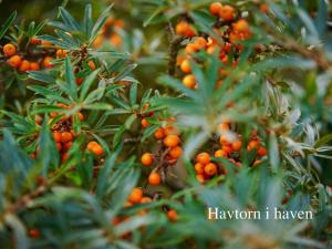 Apartment Elle - 50m from the sea by Interhome