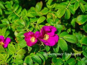 Holiday Home Ingwald - 50m from the sea by Interhome