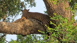 Kumana safariThapobane safari service