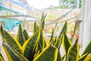 Tapihouse San Juan Del Sur