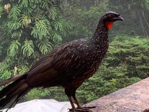 Hospedaria Alecrim - Pousada Sustentável APA