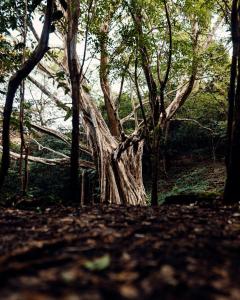 Luxury Villa Ceibo - Exquisite, Private, Serene