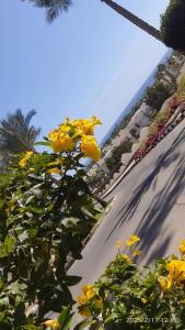 Open Space Jasmine Residence