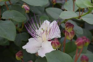 Argeste Club Vacanze