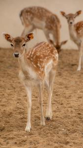 ماكامايا Makamaya