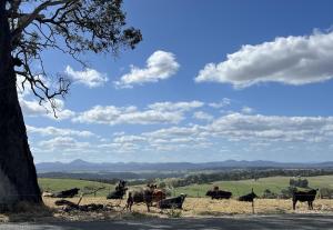 Gumnut Cottage Gippsland - Tiny Eco Stay w King Bed & Mountain Views