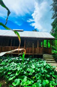 The Wooden Haven Dorm & Rooms for Ziro Music Festival
