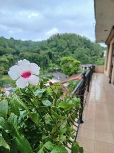 A Wood's View Villa