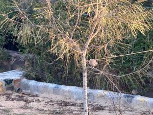 C-69 Dreamland, Luxury 4BHK farm with private swimming pool , 1 acre garden