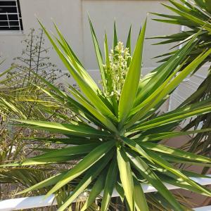 3 bedroom Maisonette in Swieqi