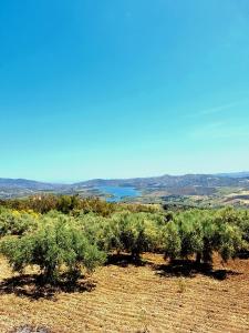 Cozy room in Periana