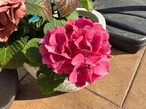 Cute Studio with AC and Backyard