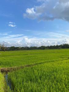 The Warming Nest Tree House