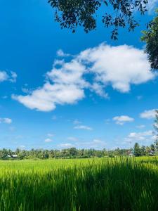 The Warming Nest Tree House