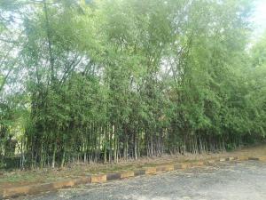 Divyadhan Bliss Resort Karjat