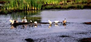 Thumbaya Resort Yala