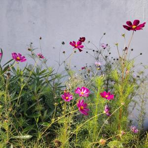 PETIT STUDIO DAnS UN JARDIN