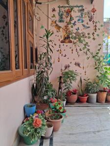 Jaipur Gypsy-Foodie paradise near Birla Mandir