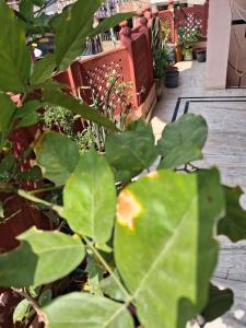 Jaipur Gypsy-Foodie paradise near Birla Mandir