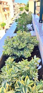 Sky Alguerhouse img10