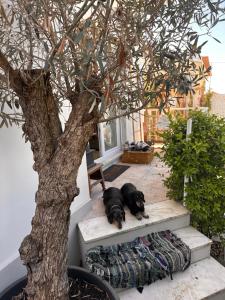 Vila Nogueira De Azeitao - Amarals Guest Houses