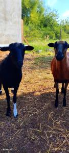 Żurawisko - Domki wśród natury