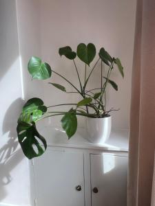 Liverpool Rose House Stylish 3 Bed Near Anfield and Goodison Park