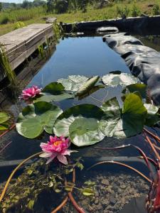 Міні-готель У Гопала, Холодний Яр