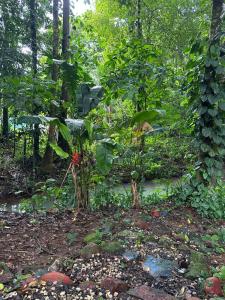 Finca Mía Isa -Bella